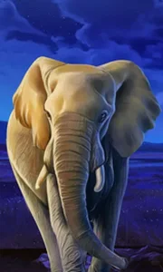 African Elephant